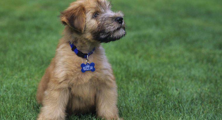 ¿Cómo son los Mini Wheaten Terrier Puppies?