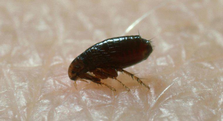 ¿Cuáles son algunos remedios caseros para matar pulgas?