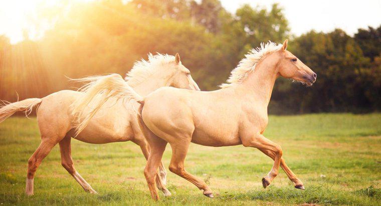 ¿Cómo se llama el miedo a los caballos: felofobia, hipofobia o equiphobia?