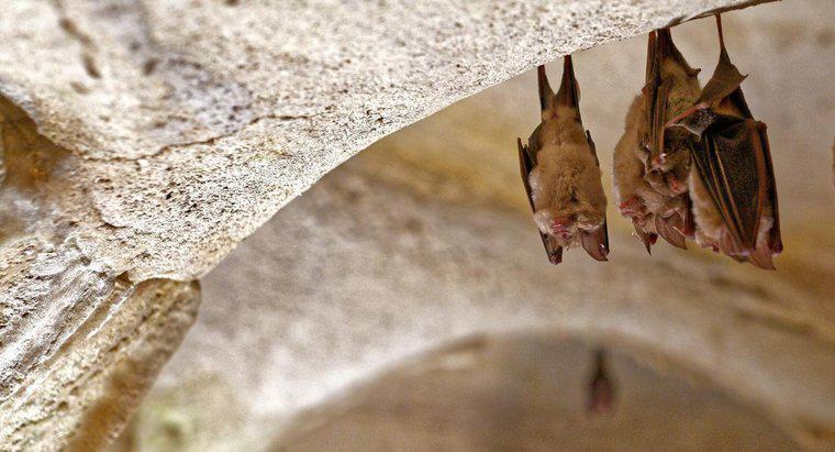 ¿Qué es el hábitat de un murciélago?
