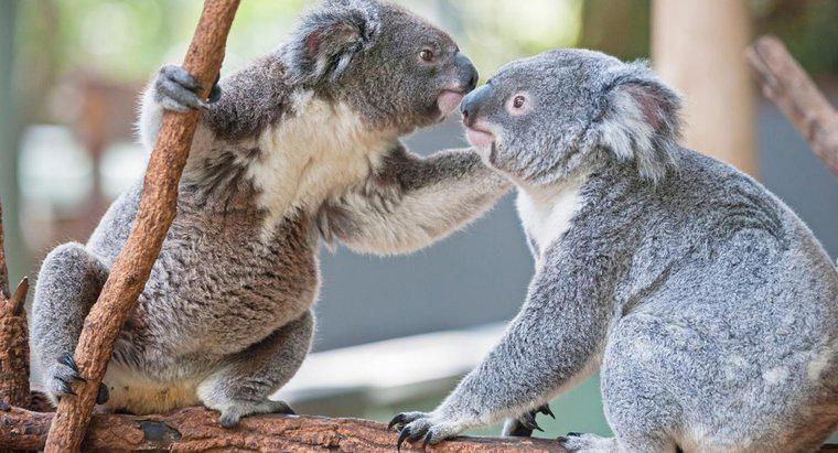 ¿Cómo se casan los koalas?