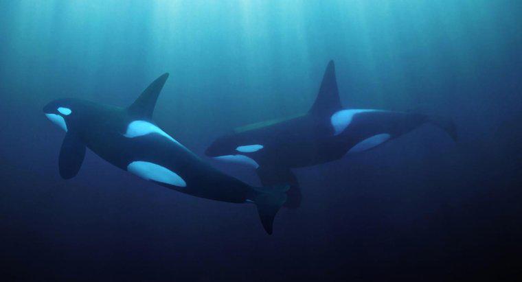 ¿Hasta dónde puede una ballena oír bajo el agua?