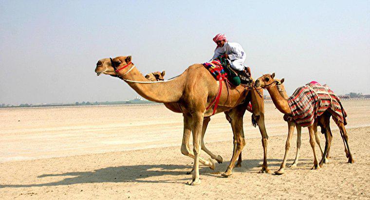 ¿Cómo sobreviven los camellos en el desierto?