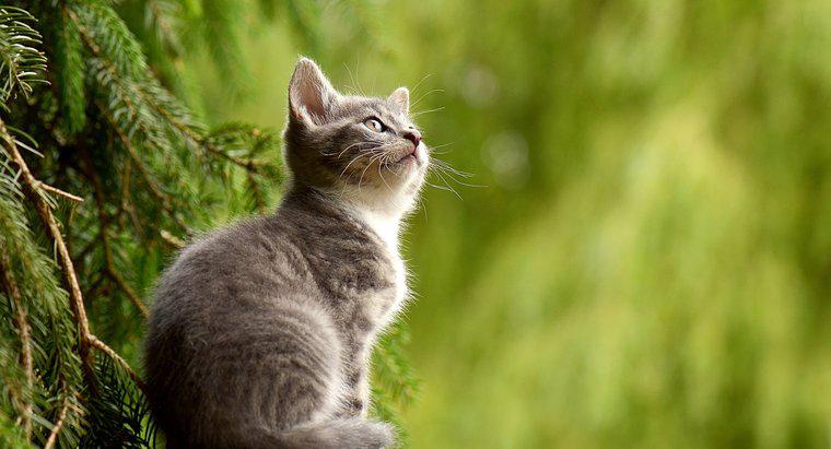 ¿Cuánto tiempo viven los gatos en promedio?