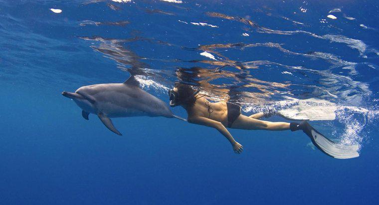 ¿Cómo se mueven los delfines?