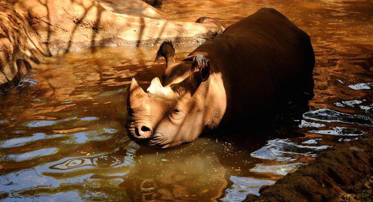 ¿Pueden nadar los rinocerontes?