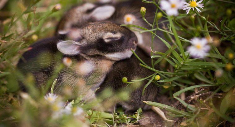 ¿Cuánto tiempo permanecen los conejos bebés en el nido?