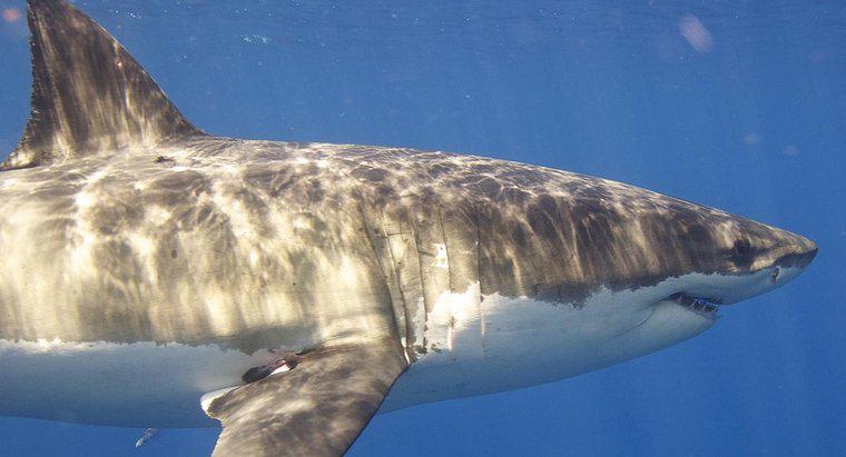 ¿Cuánto dura un gran tiburón blanco en vivo?