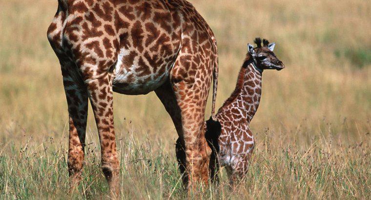 ¿Cómo se llaman las jirafas bebé?