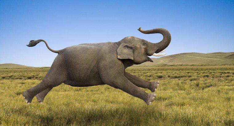 ¿Qué tan rápido puede correr un elefante?