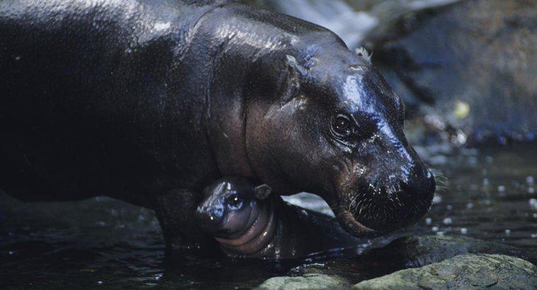 ¿Cuáles son las adaptaciones de un hipopótamo pigmeo?