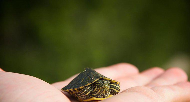 ¿Cuál es el tipo más pequeño de tortuga?