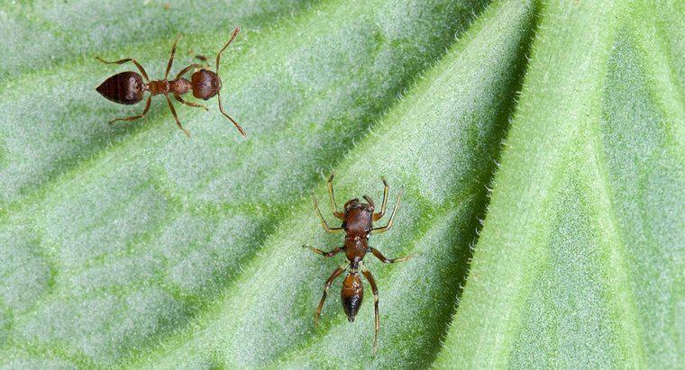 ¿Cornstarch mata hormigas?