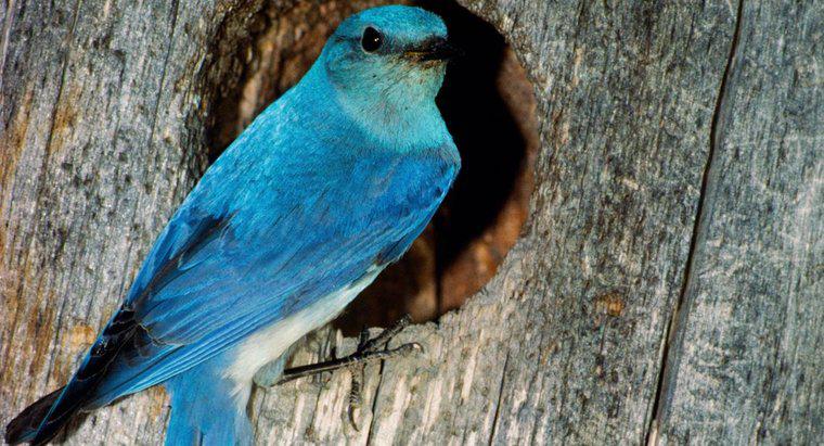 ¿Qué simboliza un pájaro azul?