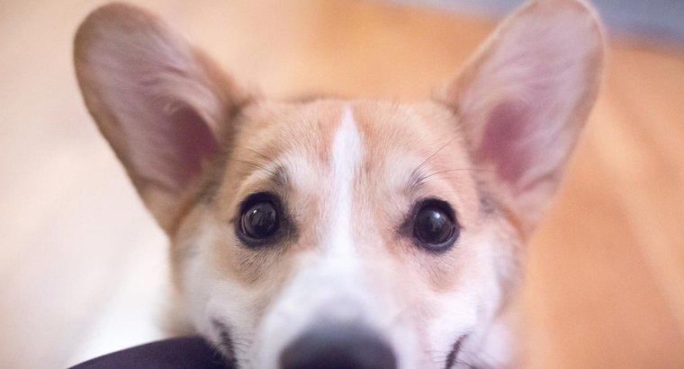 ¿Cuáles son los problemas comunes con las orejas de los perros?