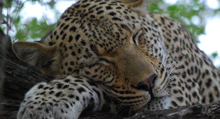 ¿Por qué los leopardos tienen manchas?