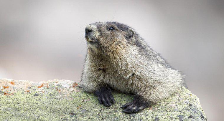 ¿Cómo se captura una marmota?