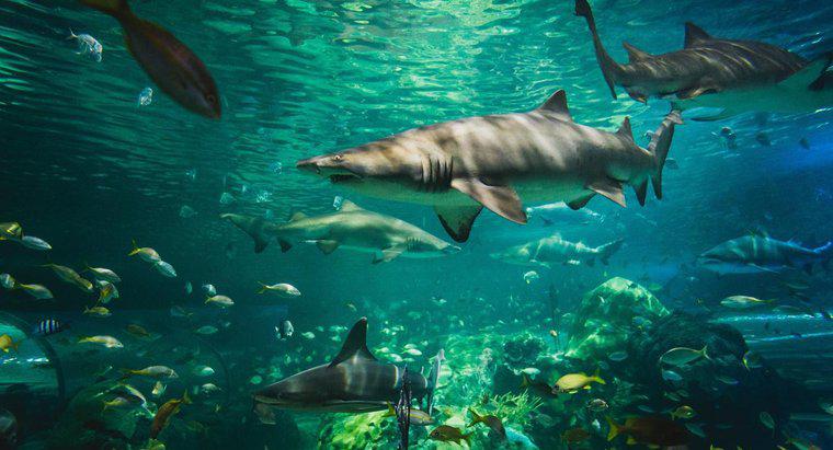 ¿Cómo se adaptan los tiburones a su entorno?