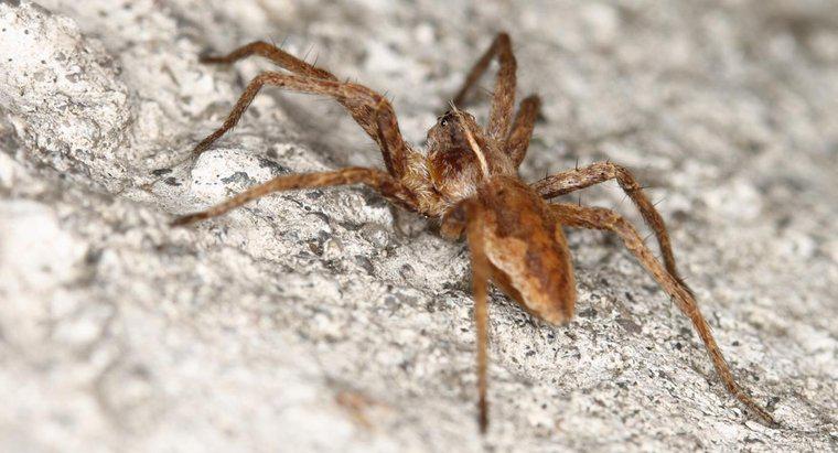 ¿Dónde puede encontrar recursos y fotos para identificar a la araña reclusa parda?