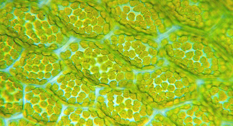 ¿Cuál es la función de los cloroplastos?