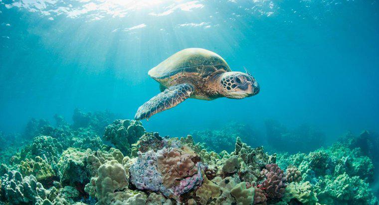 ¿Qué es la vida útil de una tortuga marina?