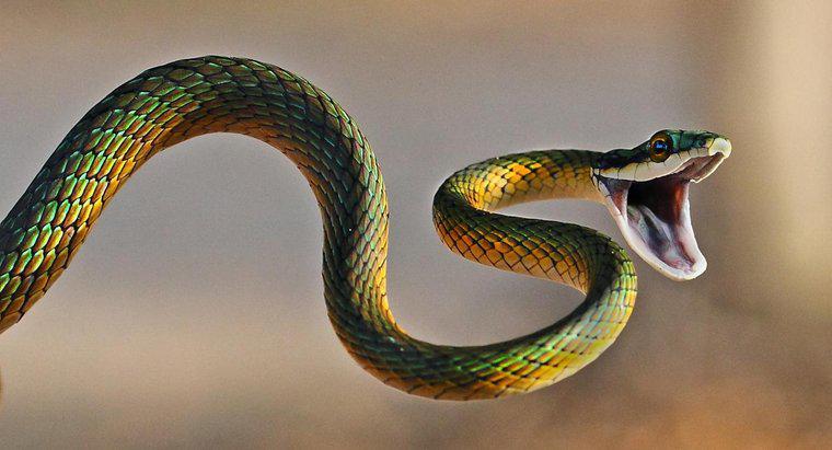 ¿Qué significa un sueño de Snake Bite?