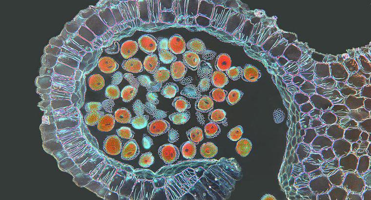¿Qué tipo de células experimentan meiosis?
