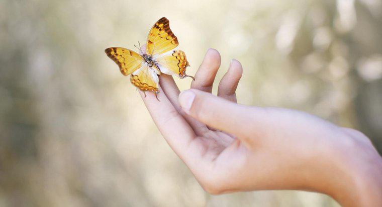 ¿Cuál es el significado de un aterrizaje de mariposa en ti?