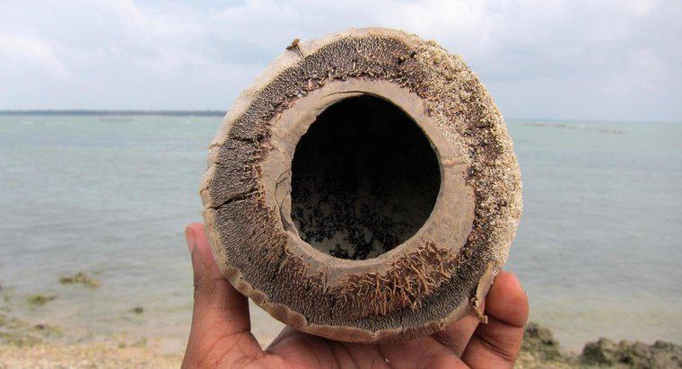 ¿Qué es la fibra de cáscara de coco?