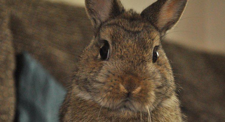 ¿Qué comen los conejos enanos de Holanda?