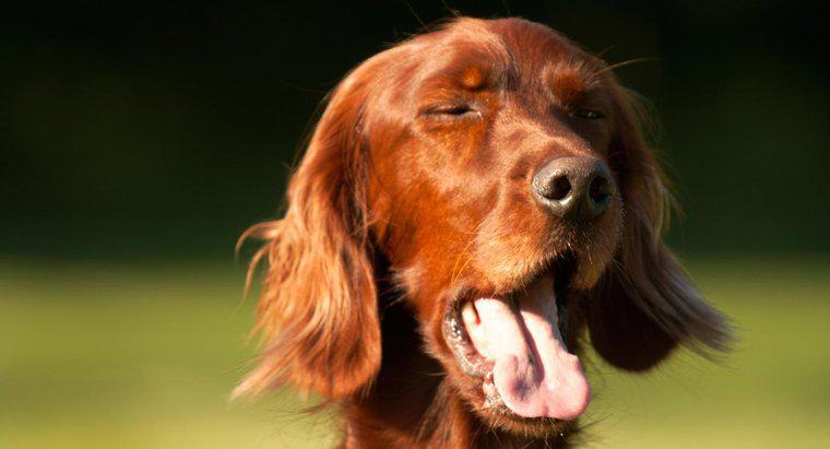 ¿Por qué mi perro estornuda mucho?