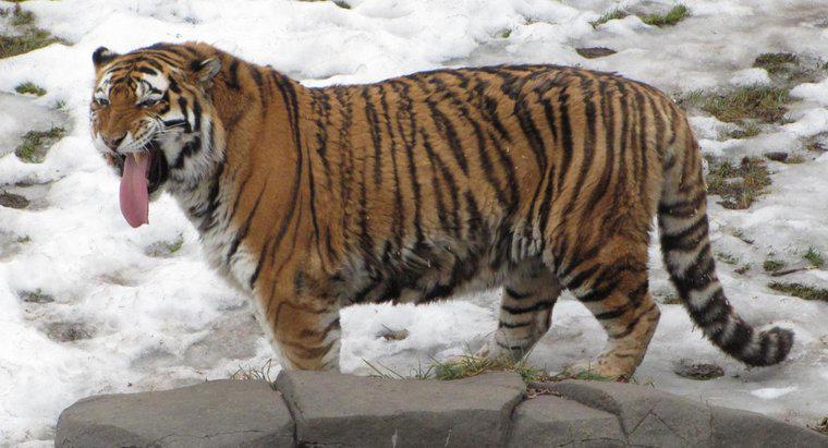 ¿Cuáles son las similitudes y diferencias entre el tigre siberiano y el tigre de Bengala?