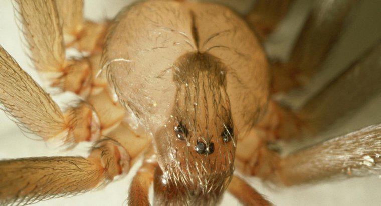 ¿Cómo se puede identificar una araña reclusa marrón?