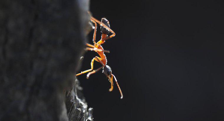 ¿Qué es una hormiga de toro?