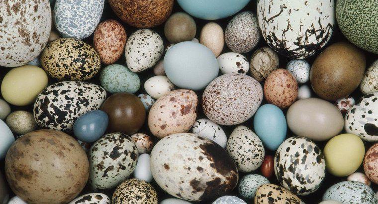 ¿Qué animales ponen los huevos?