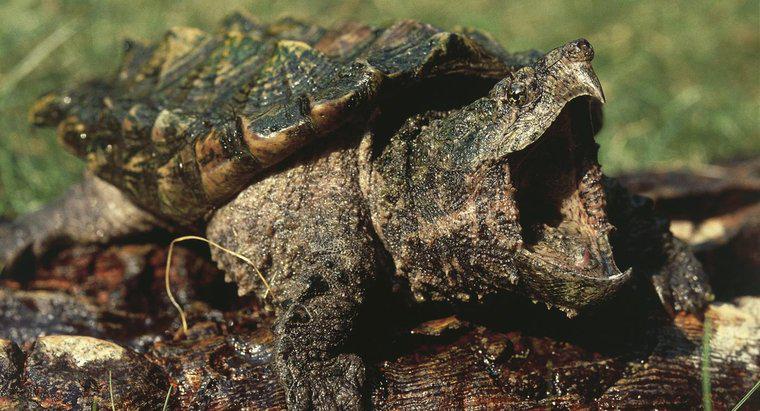 ¿Qué comen las tortugas de cocodrilo?