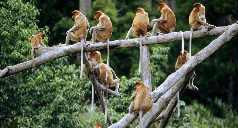 ¿Cómo se llama un grupo de monos?
