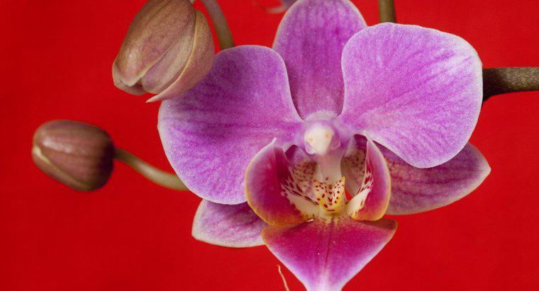 ¿Son las orquídeas venenosas?