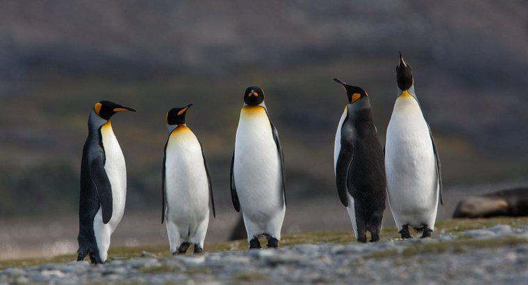 ¿Cómo sobreviven los pingüinos en la Antártida?