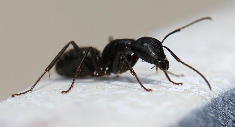 ¿Cómo exterminar las hormigas carpinteras?
