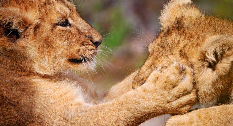 ¿Por qué los leones tienen patas delanteras equipadas con largas garras retráctiles?
