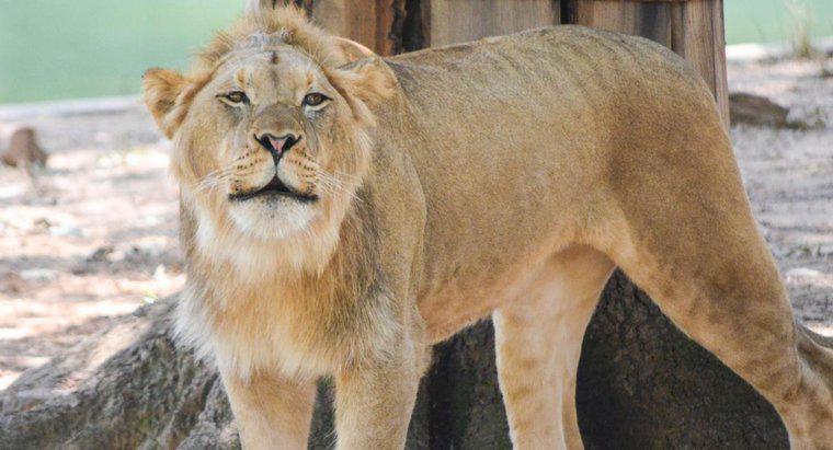 ¿Cuántas especies de león hay?