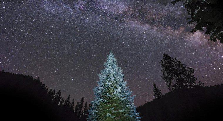 ¿Cuál es el árbol de navidad vivo más grande del mundo?