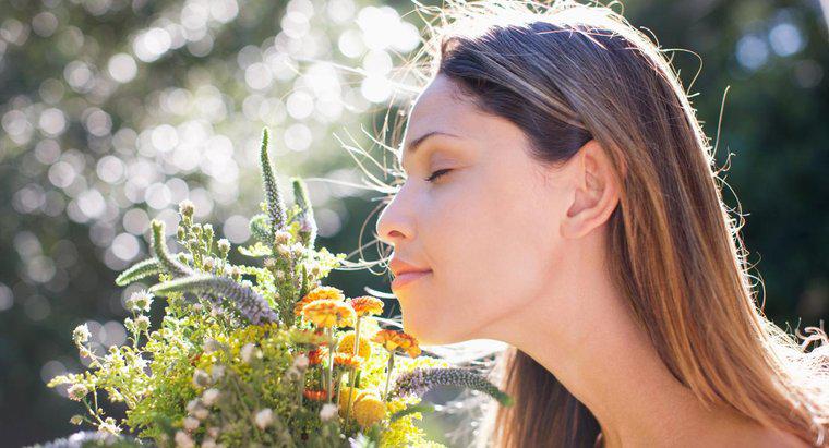 ¿Cuáles son las posibles causas de un mayor sentido del olfato?
