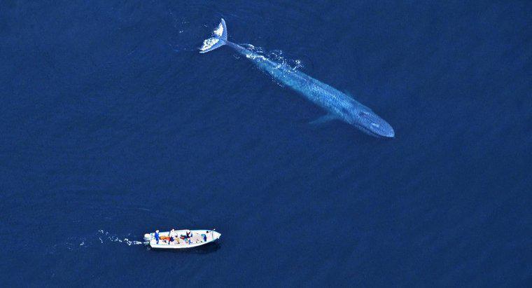 ¿Es la ballena azul más grande que un dinosaurio?