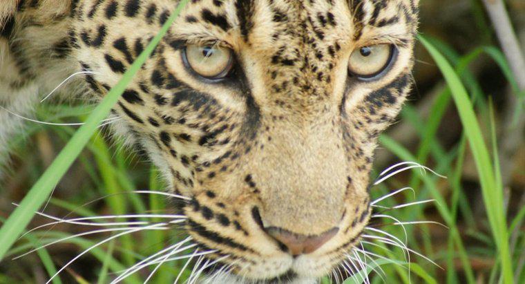 ¿Dónde viven los leopardos en África?