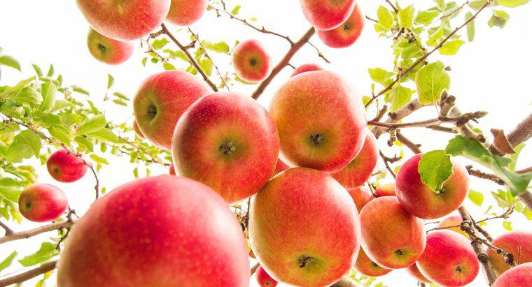 ¿Cuántas manzanas producen los manzanos?