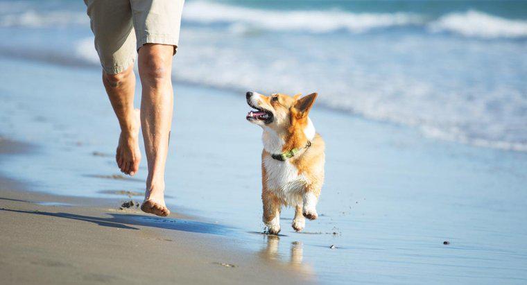 ¿Qué pasa si un perro come arena?