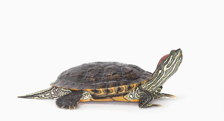 ¿Qué comen las tortugas deslizantes del vientre amarillo?