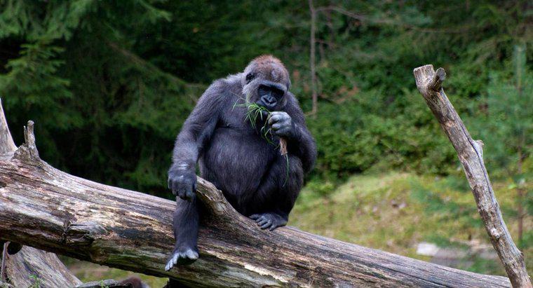 ¿Los gorilas comen carne?
